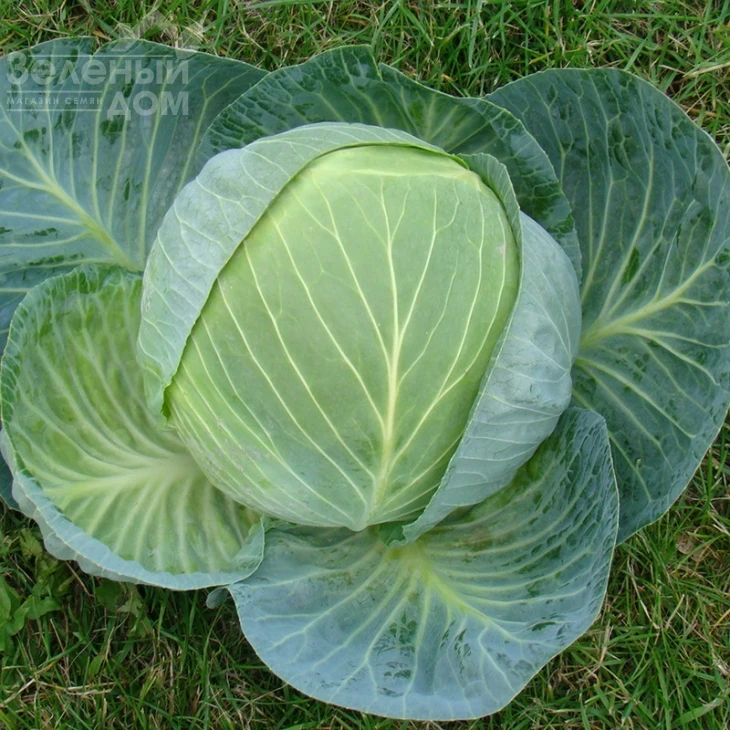 Центурион F1 / Centurion F1,100-110 дней фото 2