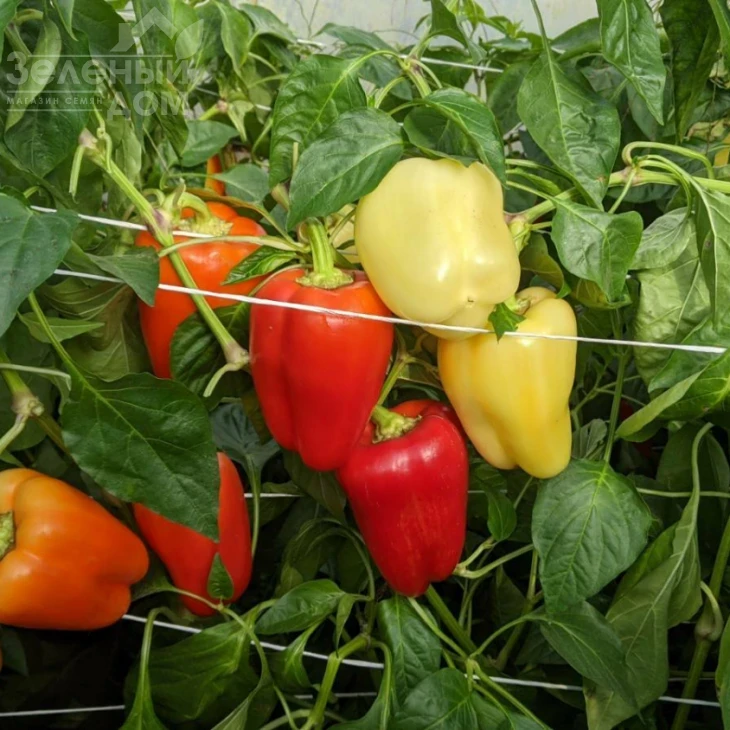 Спартако F1 / Spartako F1, 65-70 дней фото 1