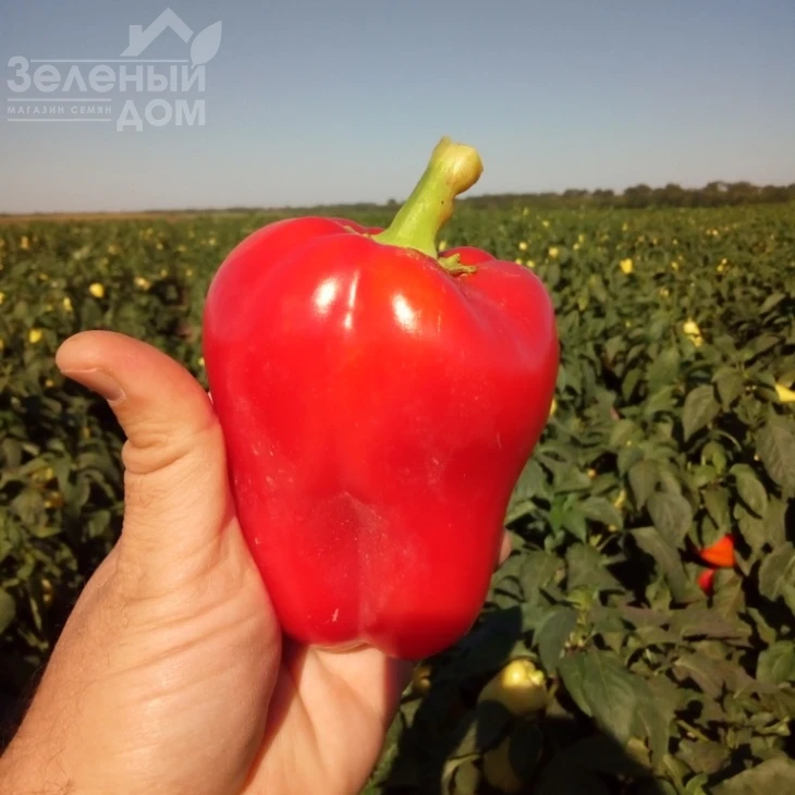 Фиджи F1 / Fidzhi F1,62-65 дней фото 3