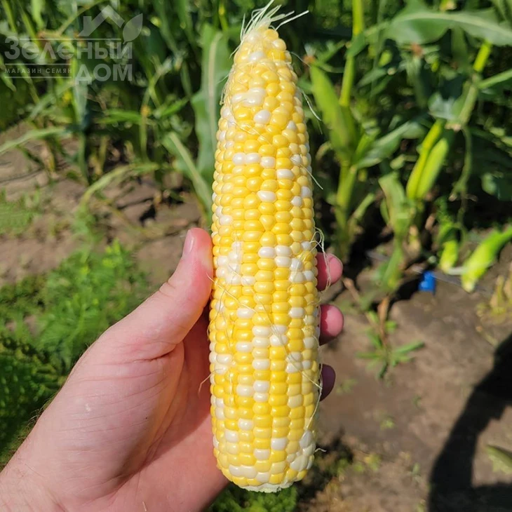 Акведук F1 / Akveduk F1,70-72 дня фото 1