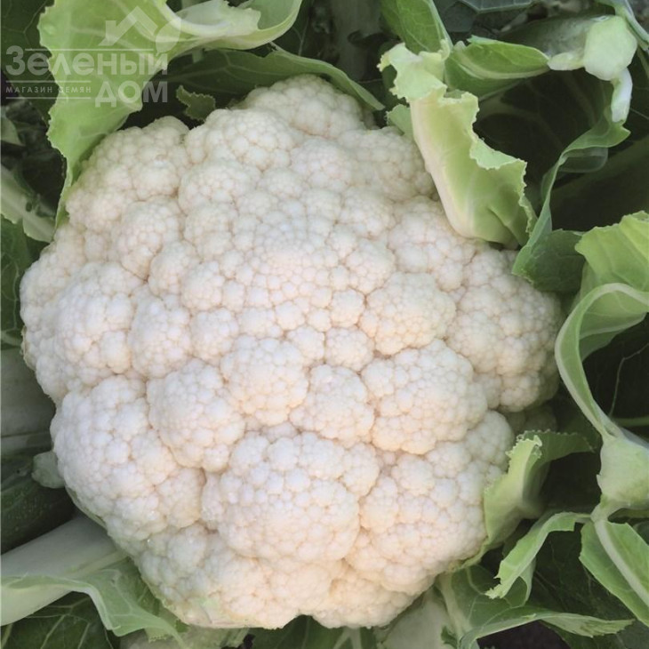 Зарагоза F1 / Zaragoza F1,78 днів фото 2