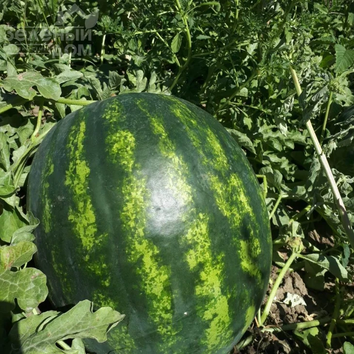 Бонта F1 / Bonta F1, 60-65 дней фото 7