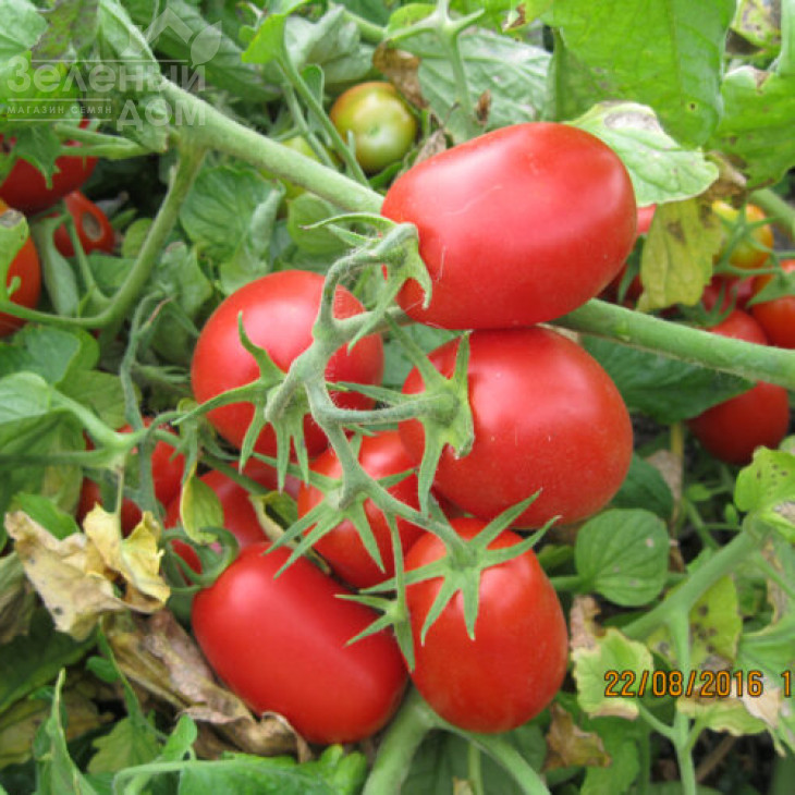 9905 F1 / 9905 F1,110-115 дней фото 2