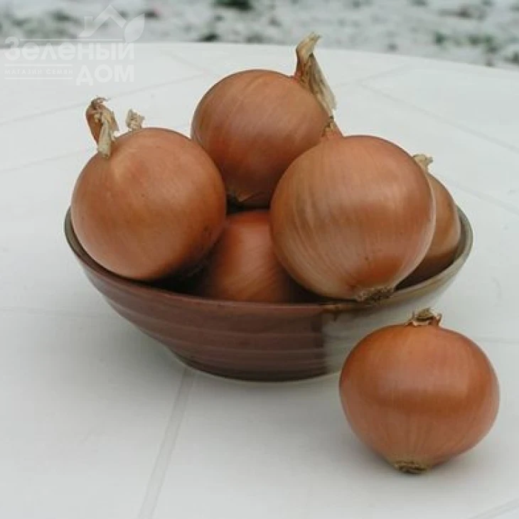 Пандеро F1 / Pandero F1,115-120 дней фото 2