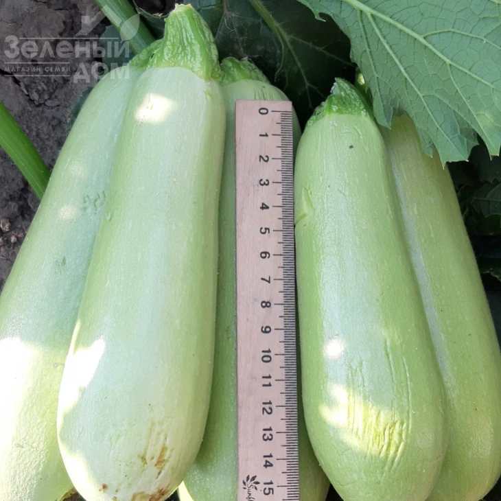 Хеп  Мен (ЕЗ 31) F1 / Happy Man (EZ 31) F1, 45-50 дней фото 1