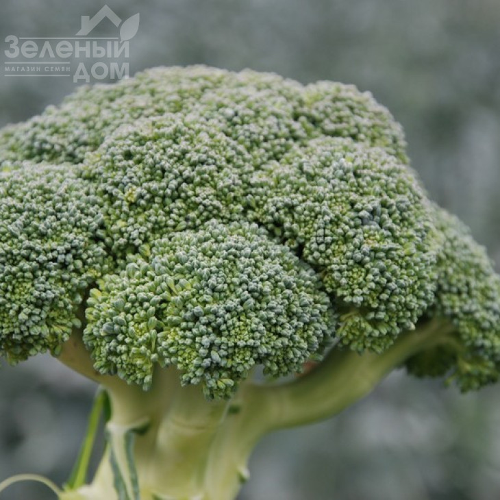 Корос F1 / Koros F1,55-65 днів фото 3