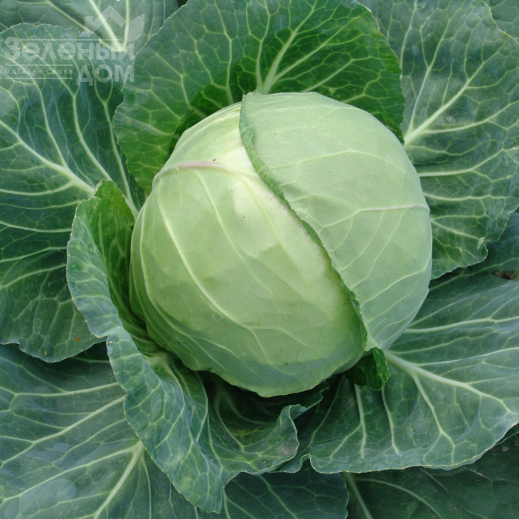 Дінамік F1 / Dynamic F1,60-65 днів фото 1