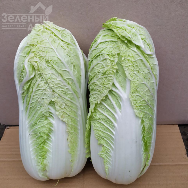 Індекс F1 / Index F1, 65-70 днів фото 1