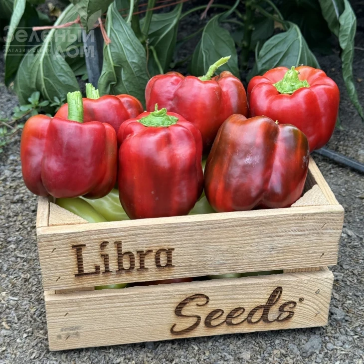 Фиджи F1 / Fidzhi F1, 63-65 дней фото 1