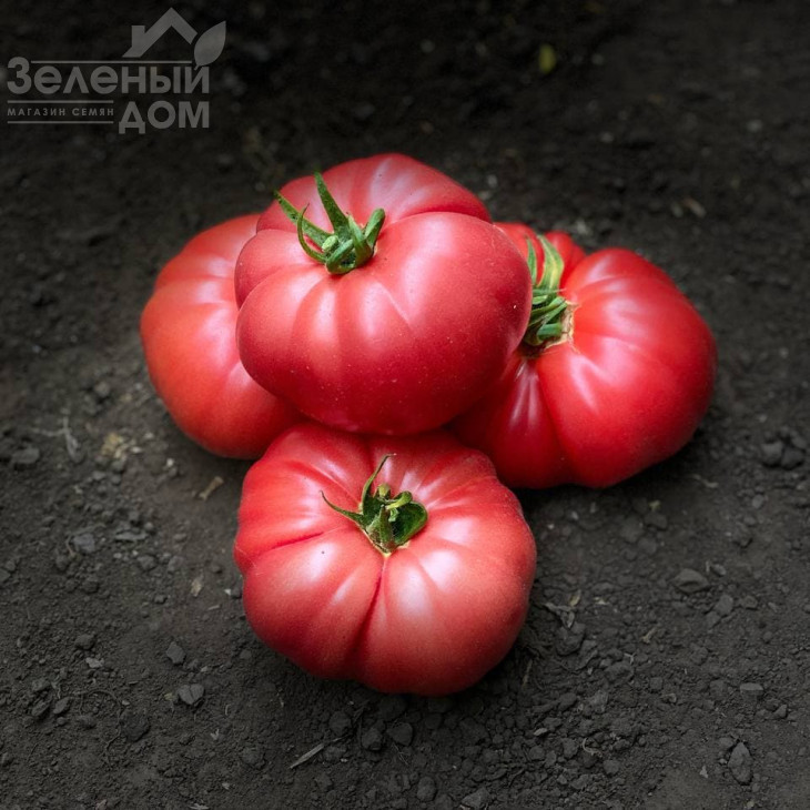 Сонароза F1 / Sonaroza F1 фото 1