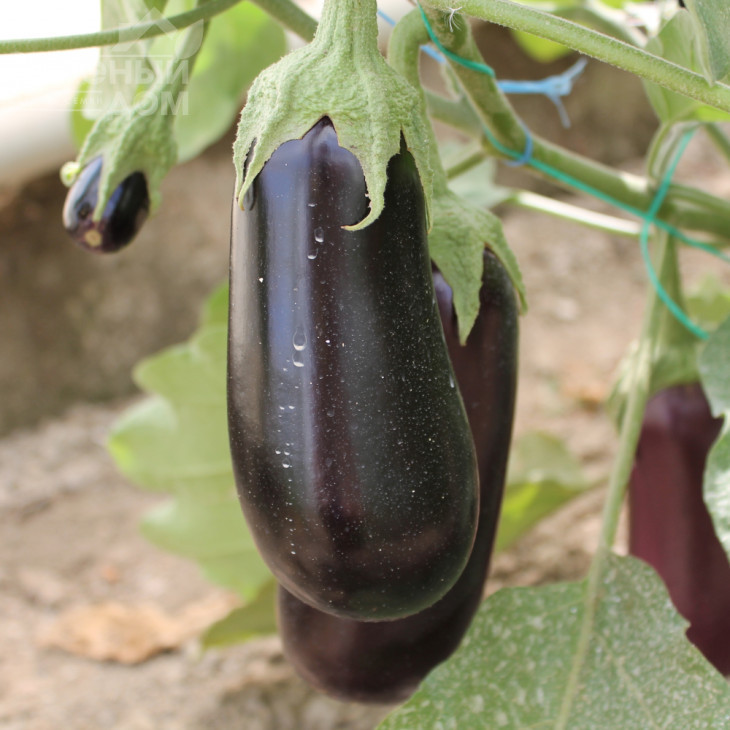 Ельдорадо F1 / Eldorado F1, 60-65 днів фото 1