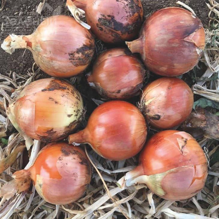 Ногал F1 / Nogal F1 фото 3