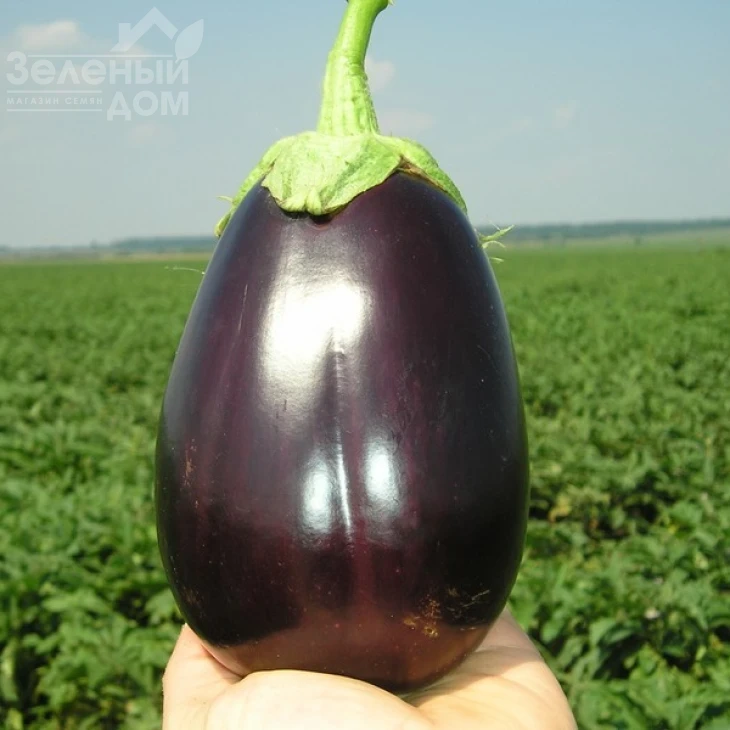 Галине F1 / Galine F1,60-65 дней фото 1