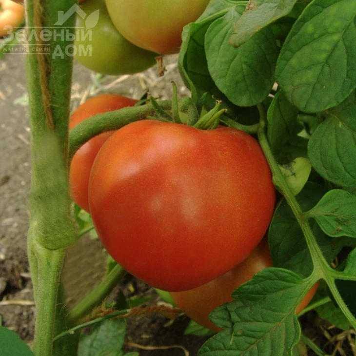 Примадонна F1 / Primadonna F1, 90-95 дней фото 1