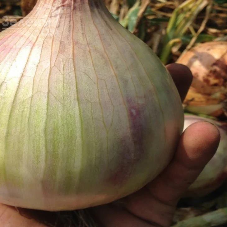 Эксибишн / Exhibition,140-160 дней фото 1