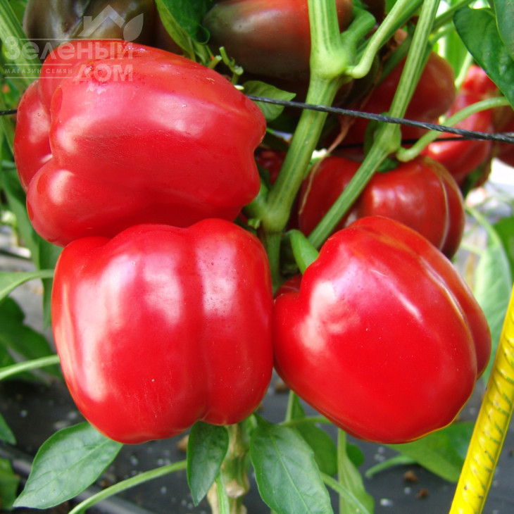 Парадіз F1 / Paradise F1 фото 1