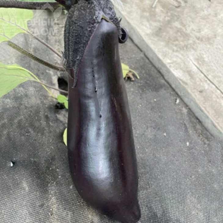 Ден F1 / Den F1,50 дней фото 2