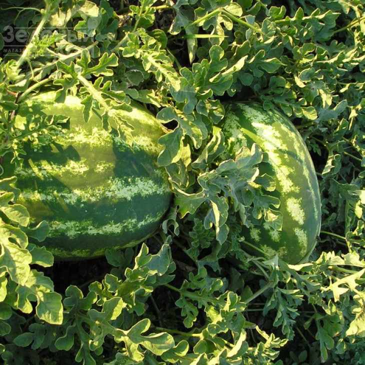 Медісон F1 / Medison F1,64-68 днів фото 1