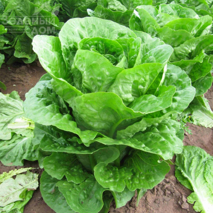 Мезкют / Mezquit фото 2