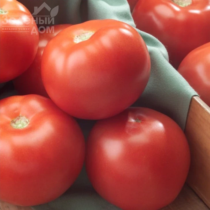 Флорида F1 / Florida  F1,75 дней фото 3