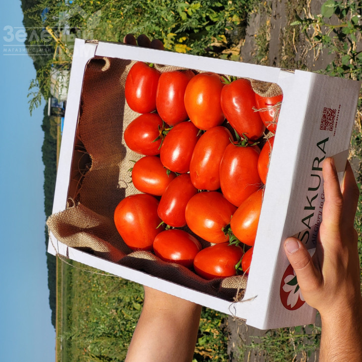 Буена Віста F1 / Buena Vista F1, 65-70 днів фото 3