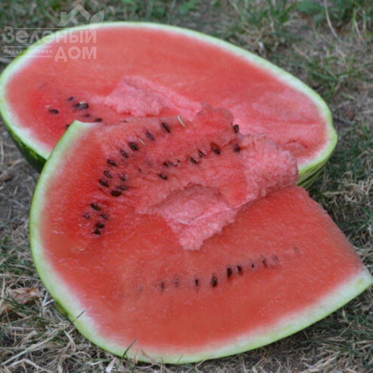 Ледус F1 / Ledus F1, 68-70 днів фото 2