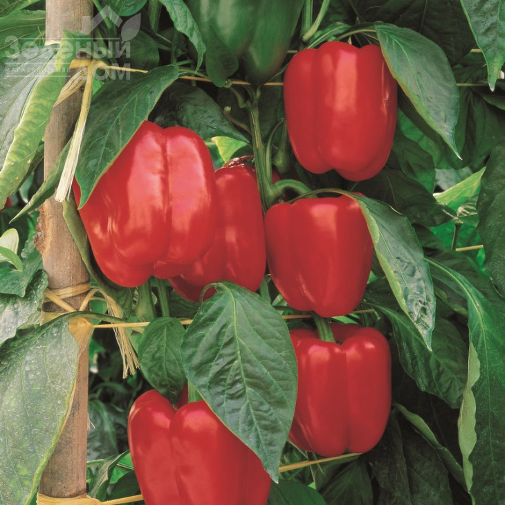 Мазурка F1 / Mazurka F1,80-85 днів фото 1