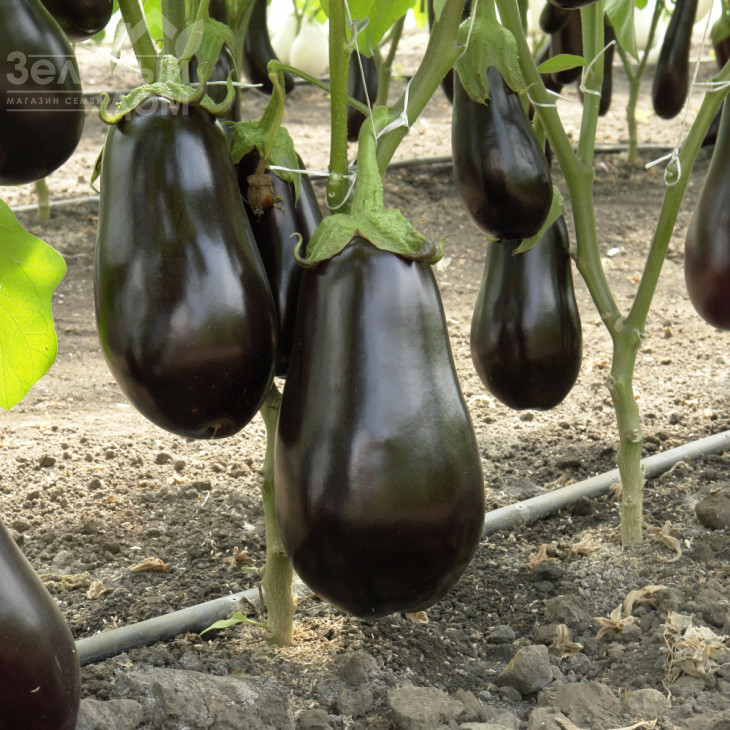 Епік F1 / Epic F1,60-65 днів фото 2