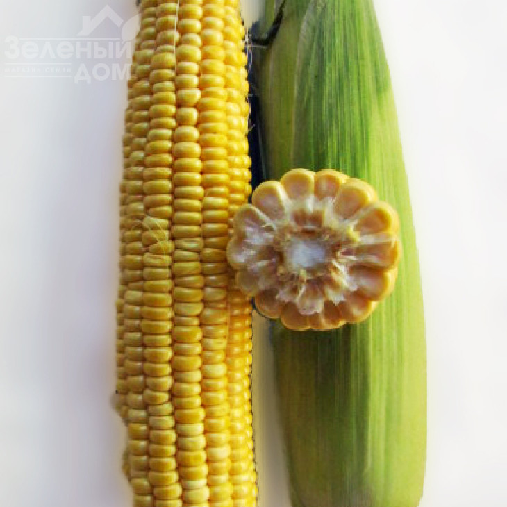 ЛС 899 F1 / LS 899 F1 фото 2