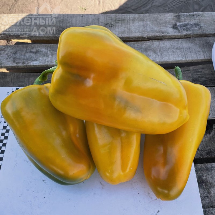 Санта F1 / Santa F1,60 днів фото 4