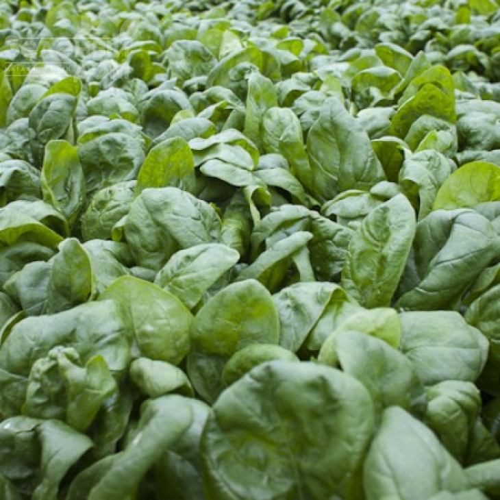 Муфлон F1 / Mouflon F1 фото 2