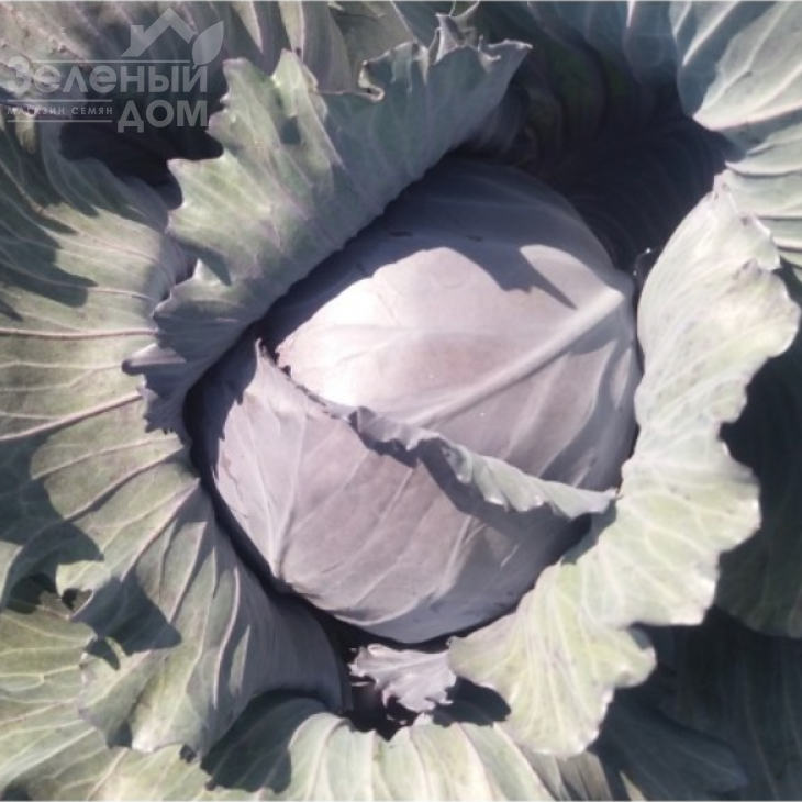 Варна F1 / Varna F1,110-120 днів фото 1