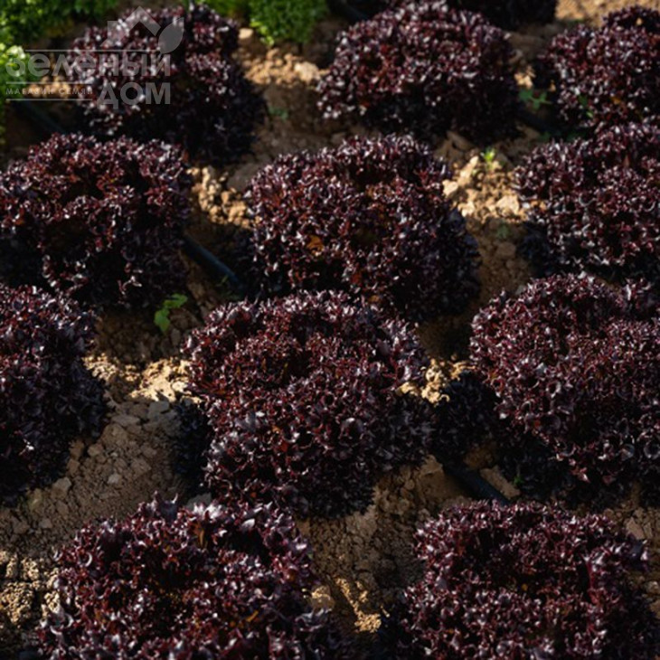 Акане / Akane фото 2