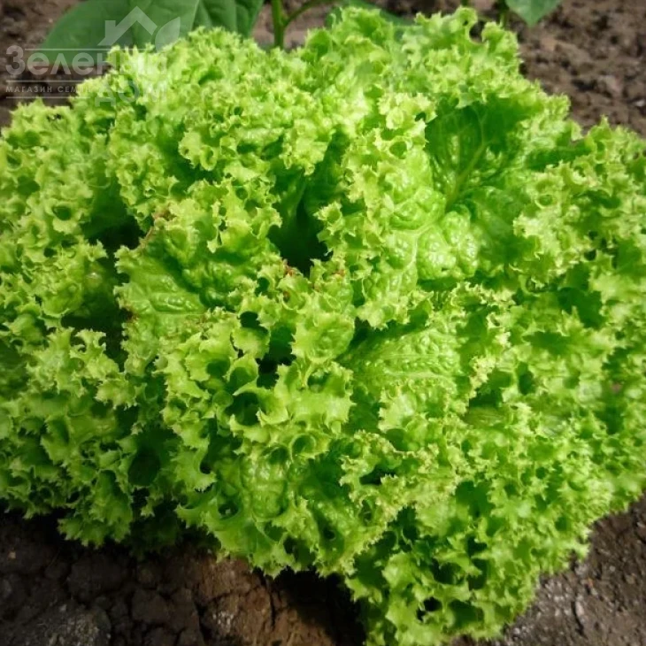 Оникс F1 / Onyx F1,65-70 дней фото 2