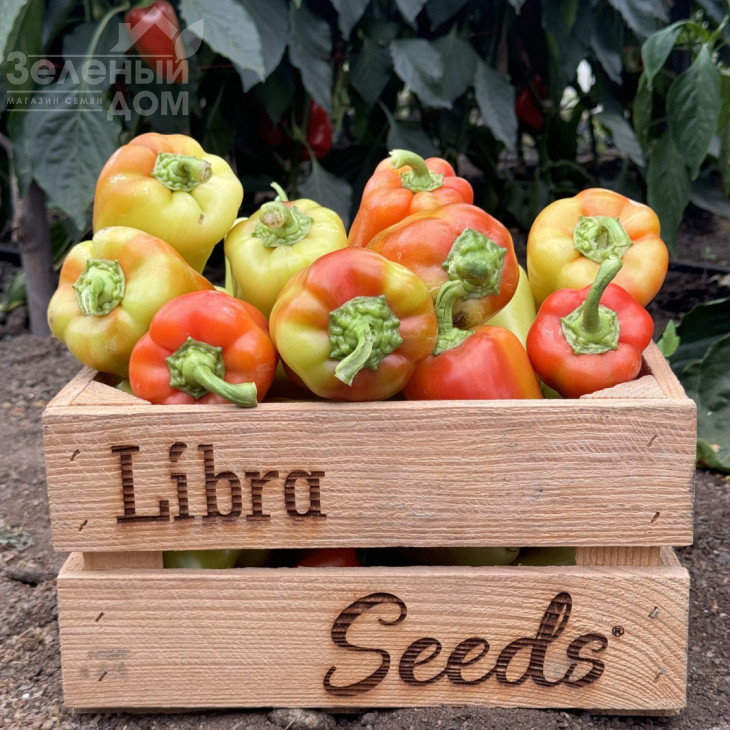 Рубікон F1 / Rubikon F1, 52-57 днів фото 2