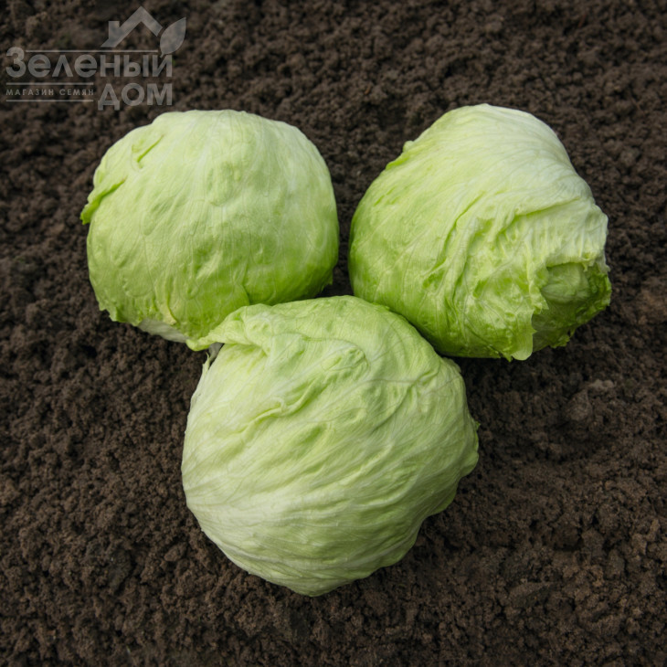 Джойс / Joice,53-55 днів фото 1