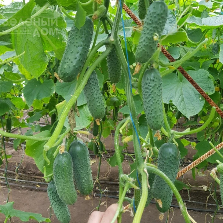 Мадрилен F1 / Madrilene F1, 40–42 дня фото 2