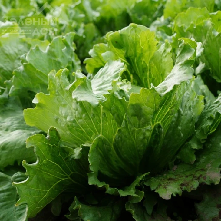 Кларист / Clarist фото 2