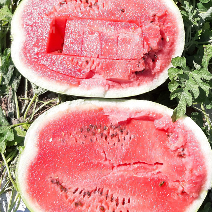 Брендон F1 / Brandon F1, 62-65 днів фото 5