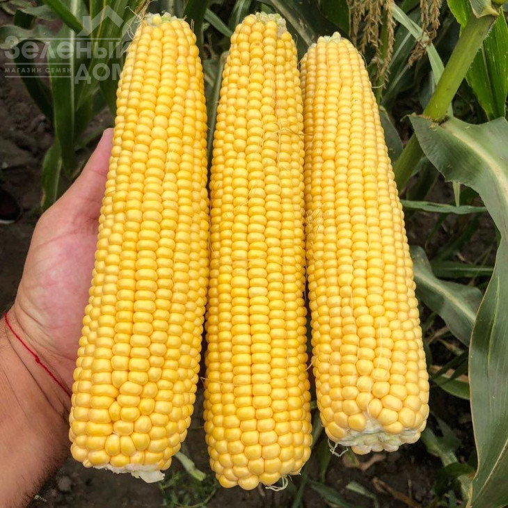 3517 F1 / 3517 F1,75 днів фото 4