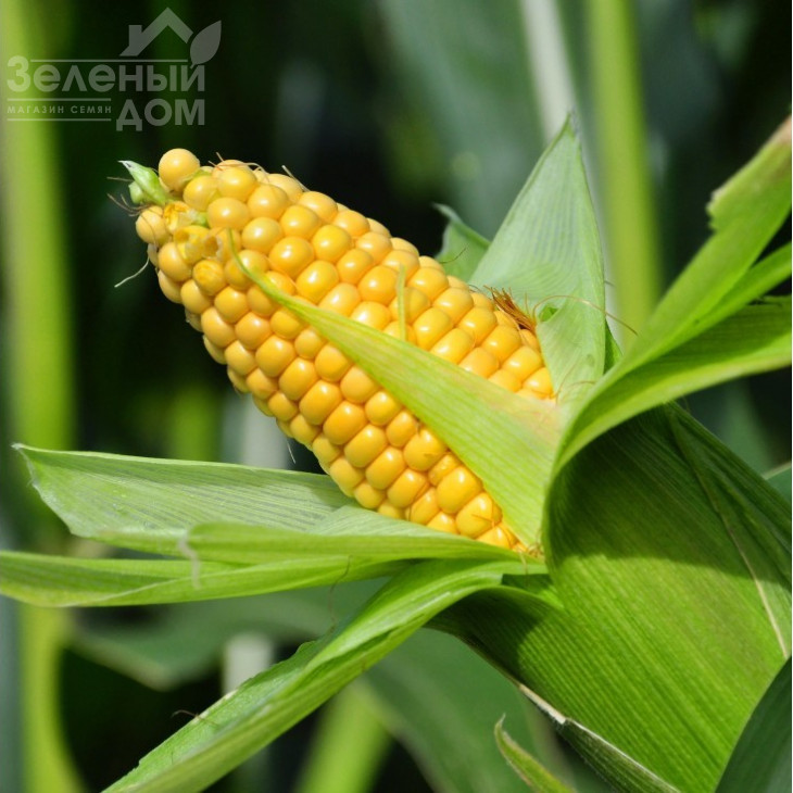 ГСС3071 F1 / GSS3071 F1 фото 3