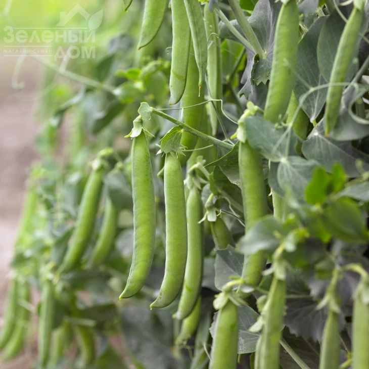 Сабрина / Sabrina фото 1