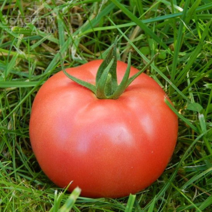 Торбей F1 / Torbay F1,70-75 днів фото 1