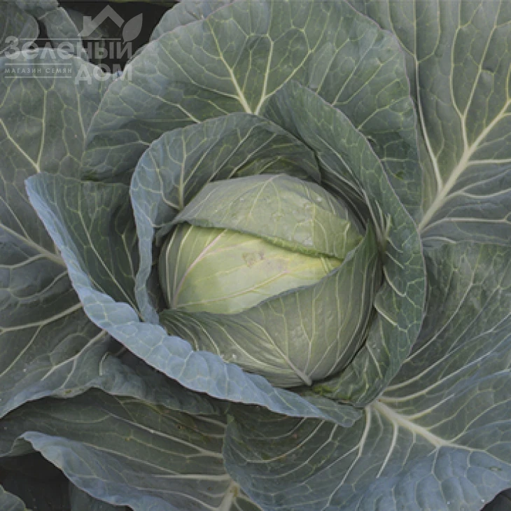 Чирз F1 / Cheers F1,75-80 дней фото 1