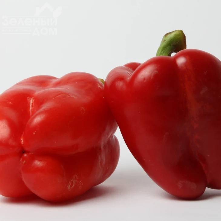 Актеон / Akteon,65-75 дней фото 1