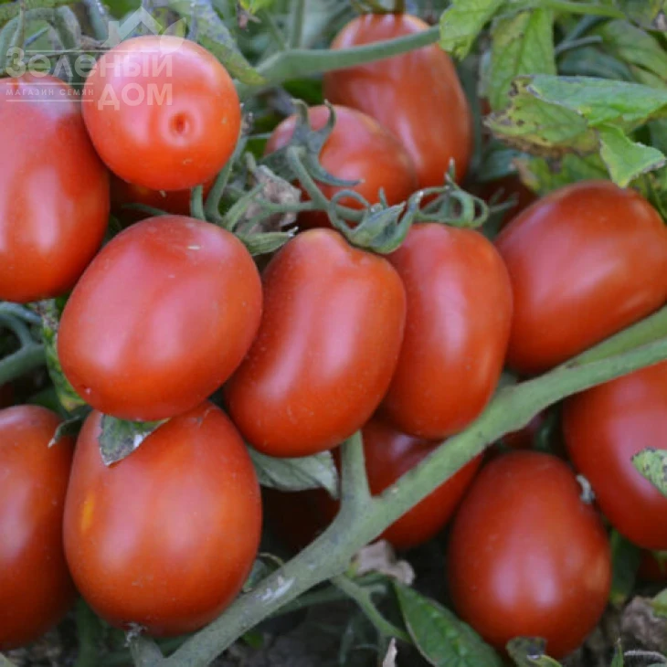 9905 F1 / 9905 F1,110-115 дней фото 3