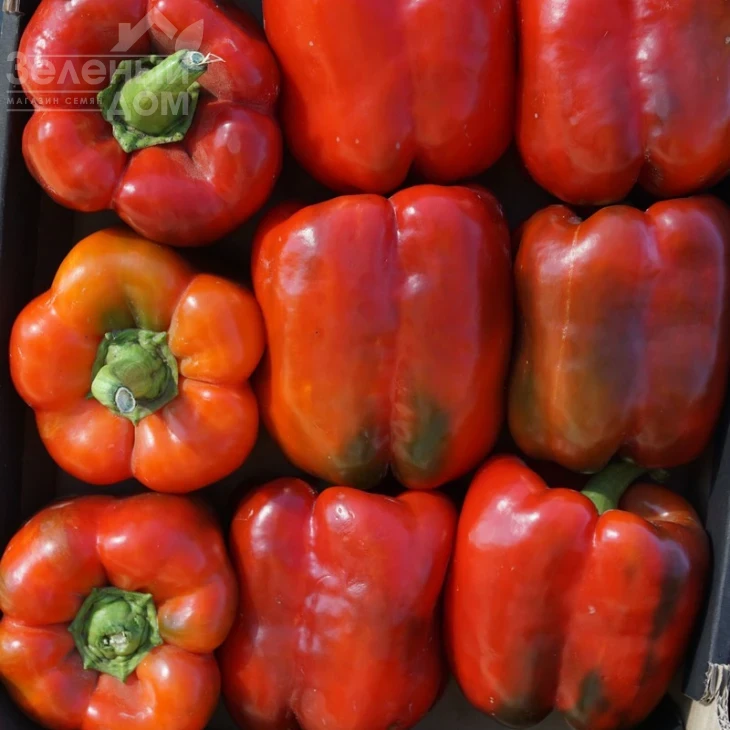 Вангард F1 / Vangard F1,85 дней фото 3