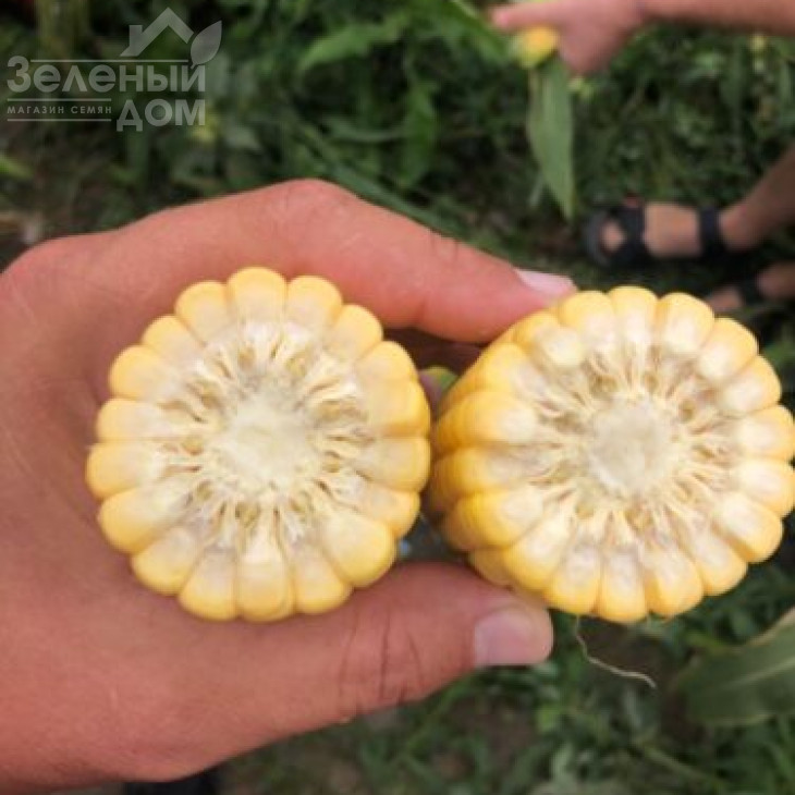 1980 F1 / 1980 F1,78 днів фото 2