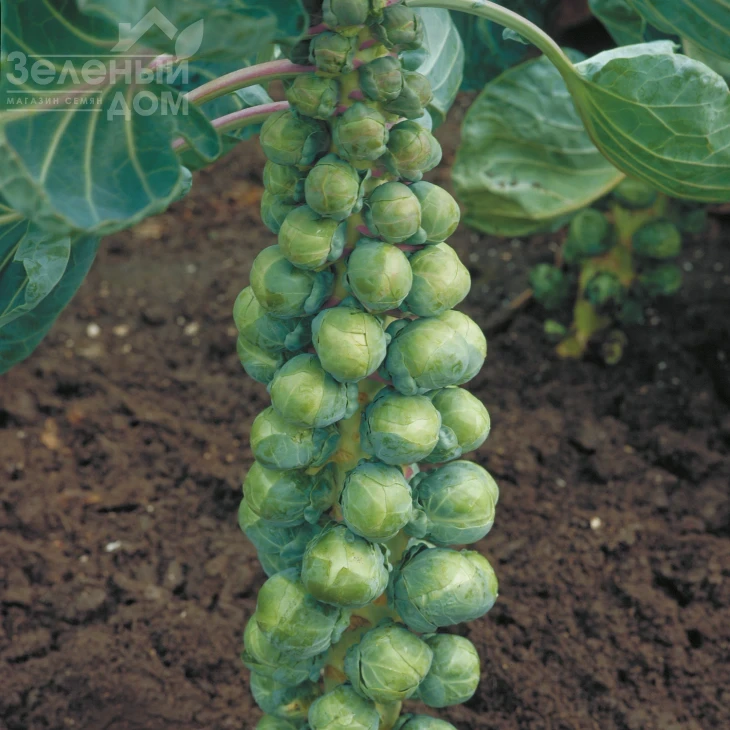 Абакус F1 / Abacus F1,110 - 115 дней фото 1