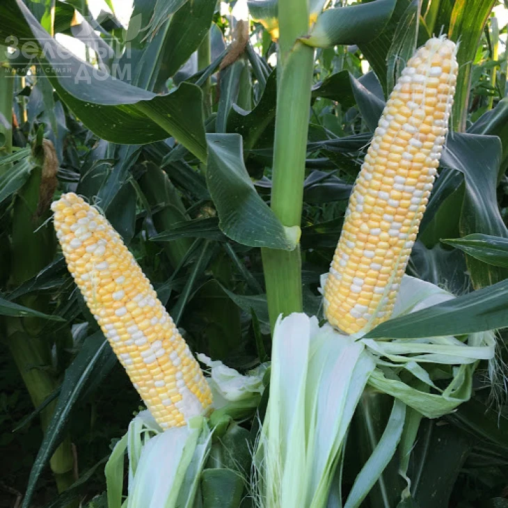 Камберленд F1 / Cumberland F1,76-77 дней фото 3